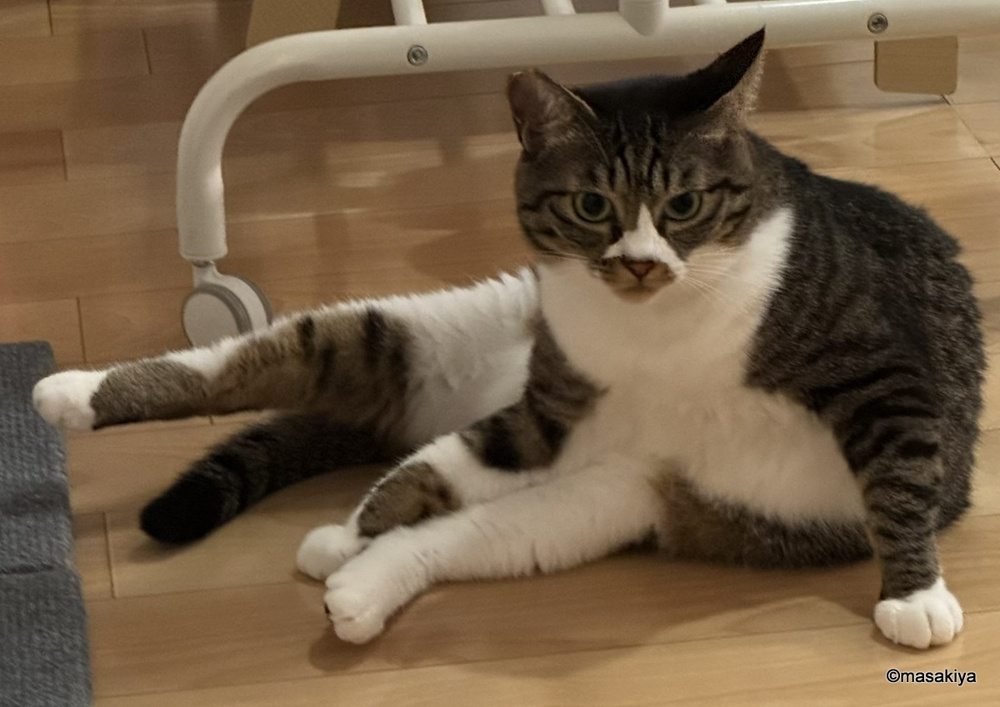 今日のネコの画像