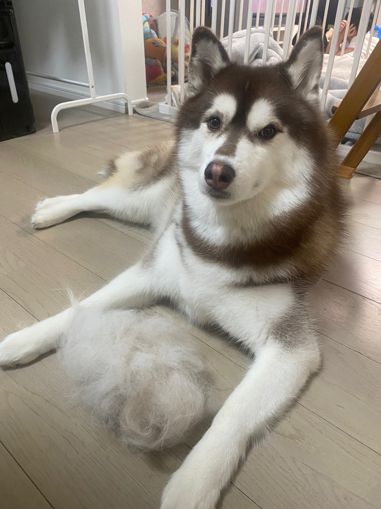 ワンコの換毛期の画像
