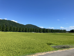 夏らしい良い天気です！の画像