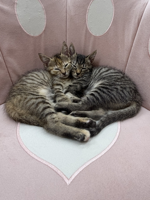 猫の賃貸探しで失敗しない不動産屋の選び方の画像