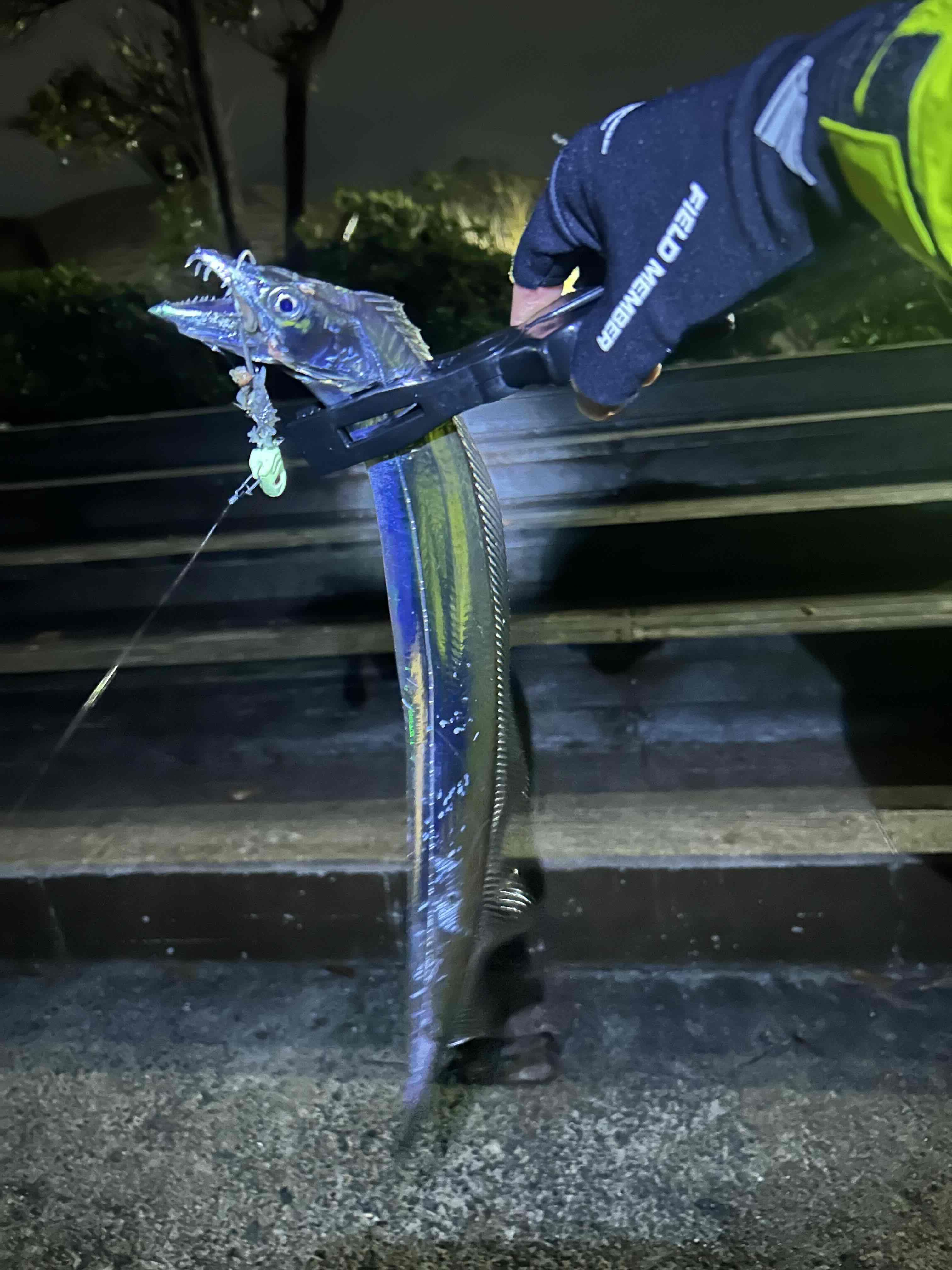 横須賀に太刀魚釣りに!の画像