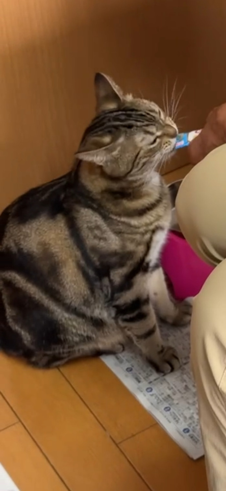 今日のネコの画像
