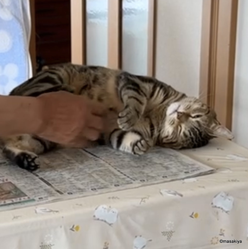 今日のネコの画像
