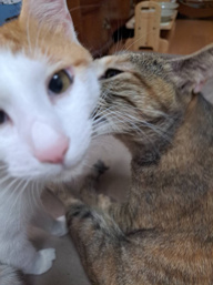 本日のネコ♪の画像