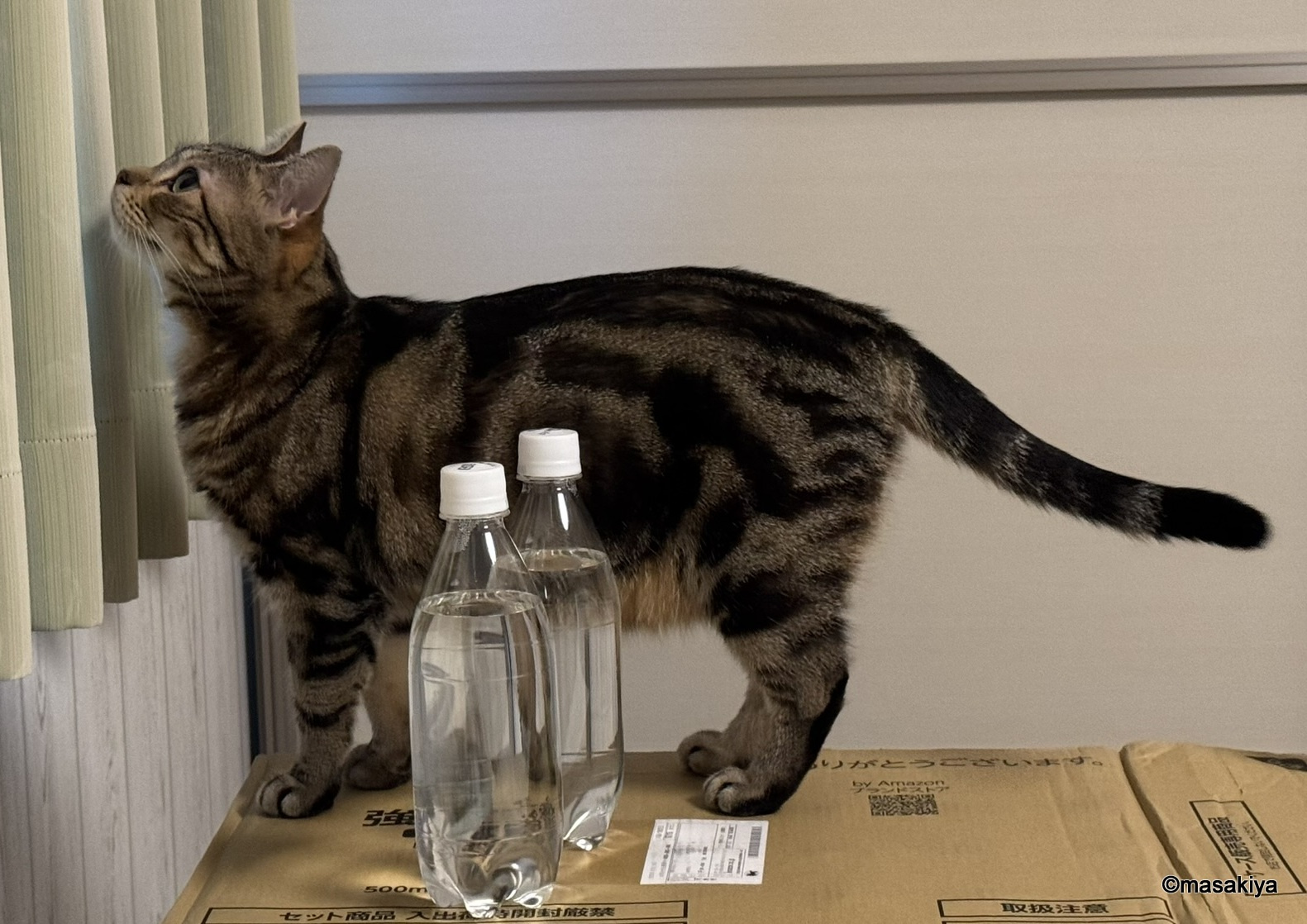 今日のネコの画像