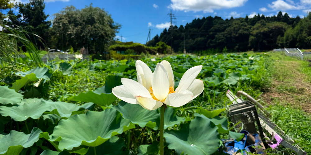 千葉豪雨のあとにみえるもの｜「蓮葉果紅」復旧ボランティアの画像