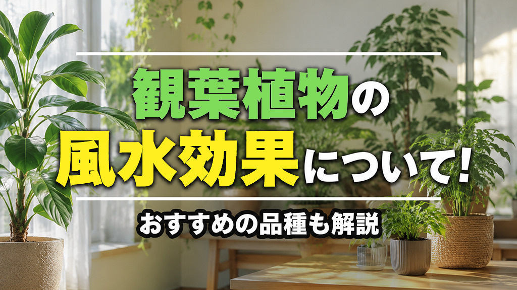 観葉植物の風水効果について！おすすめの品種も解説