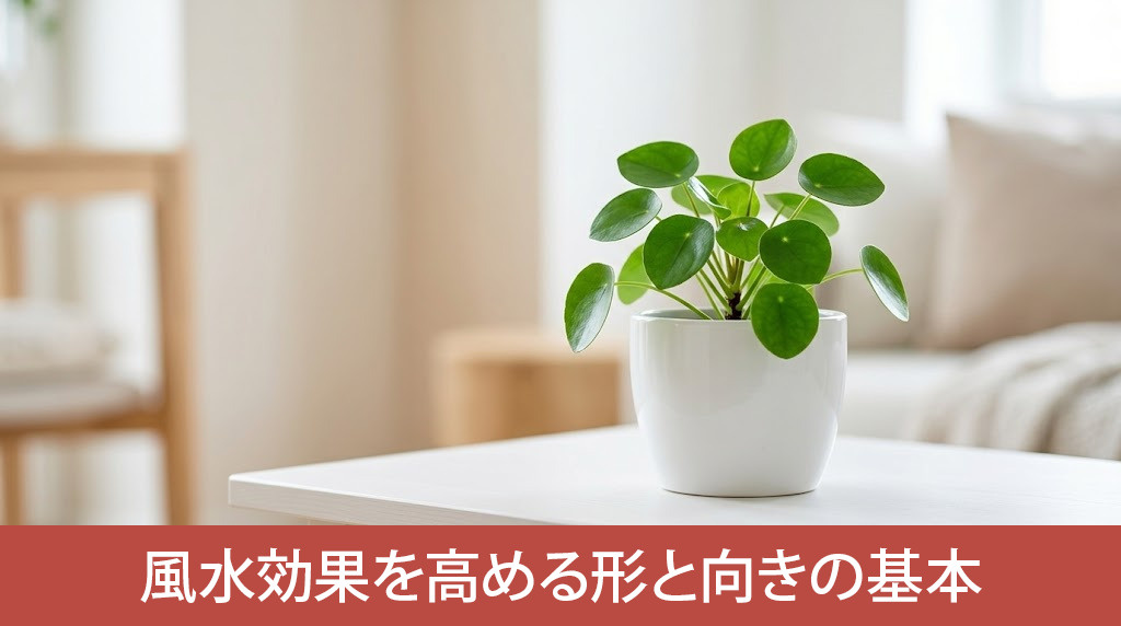  観葉植物の風水効果を高める形と向きの基本