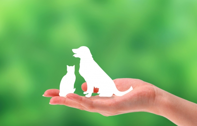 東岡崎駅・岡崎駅で犬猫OK!一人暮らし向けペット可賃貸の選び方の画像