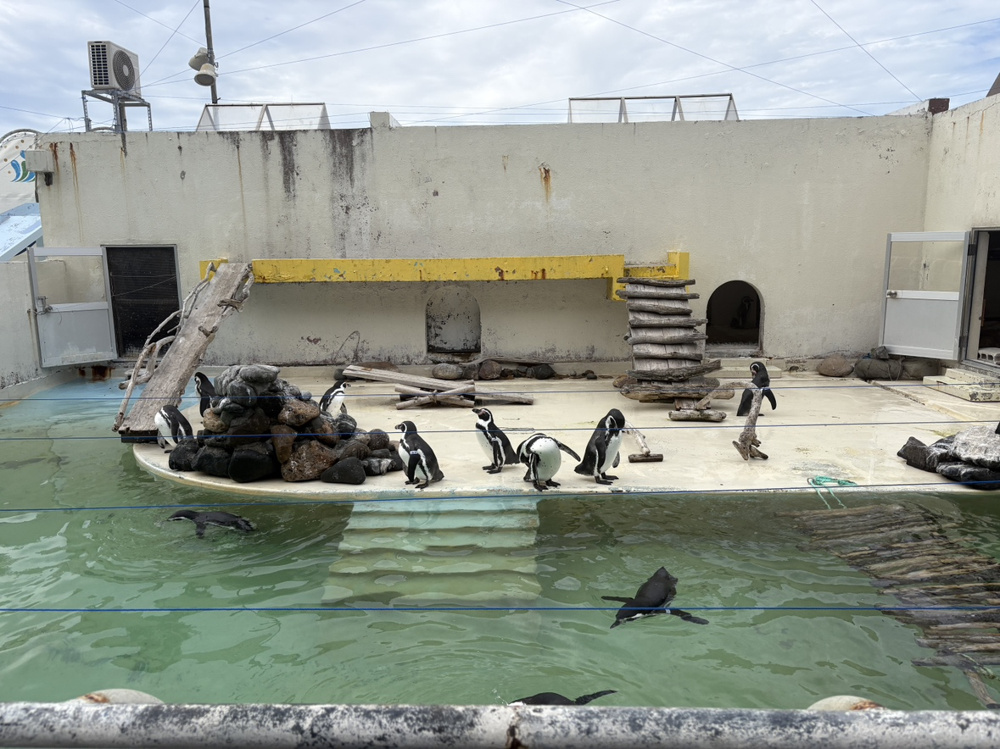 ☆おたる水族館☆の画像