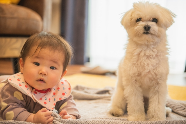 【岡崎市賃貸】犬と暮らすなら東岡崎駅?岡崎駅?失敗しない選び方の画像