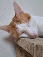 本日のネコ♪の画像