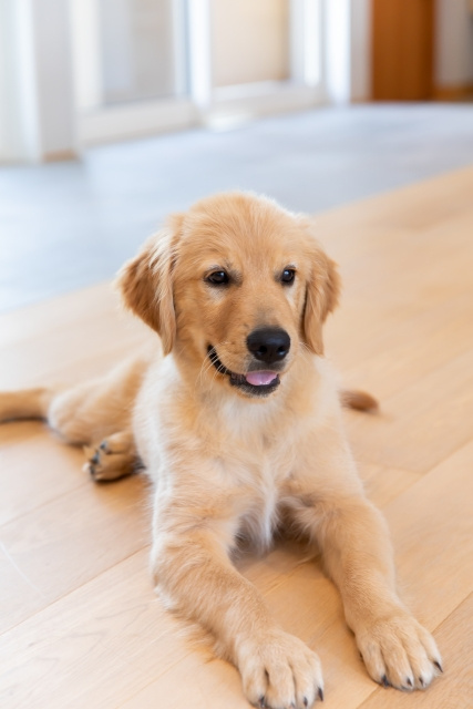 愛犬・愛猫と快適に暮らす!品川区の「ペットフレンドリー」な街とおすすめスポットの画像