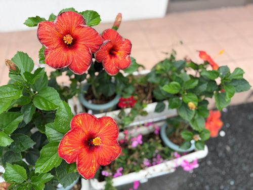 夏のお花が元気に咲いています♪の画像