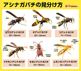 アシナガバチ発生！の画像