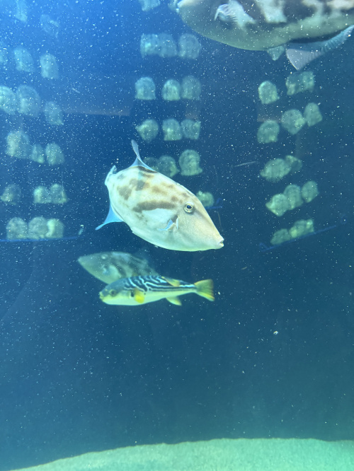 四国水族館へ行ってきました｜海とつながる絶景イルカショーに感動の画像