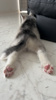 新しい仲間の画像