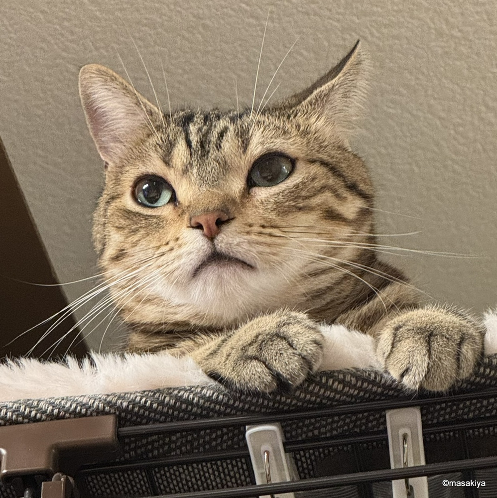 今日のネコの画像