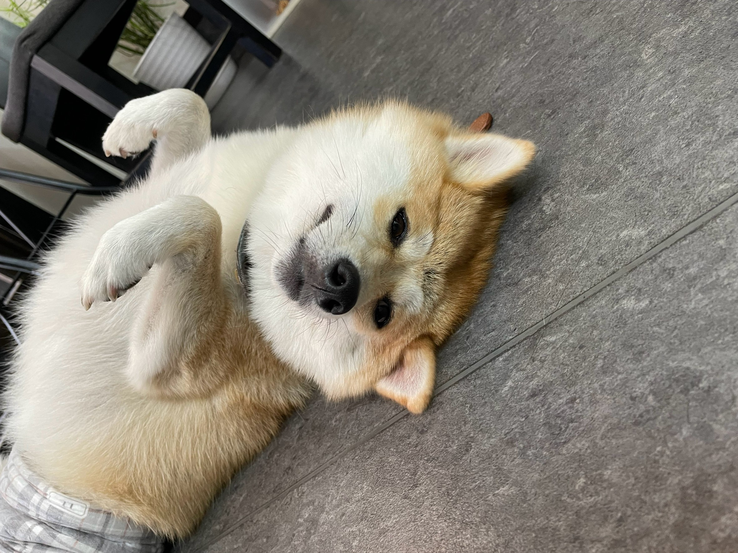 癒しの画像