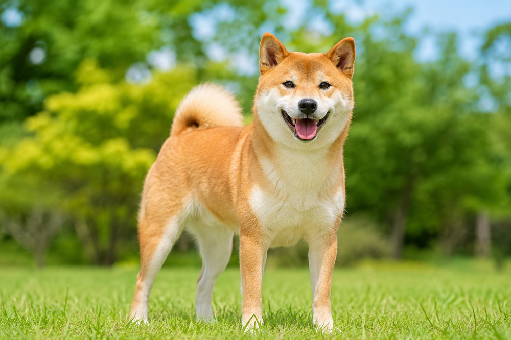 世界犬の日とは？愛犬への感謝を伝える8月26日、犬との暮らしをもっと大切にの画像