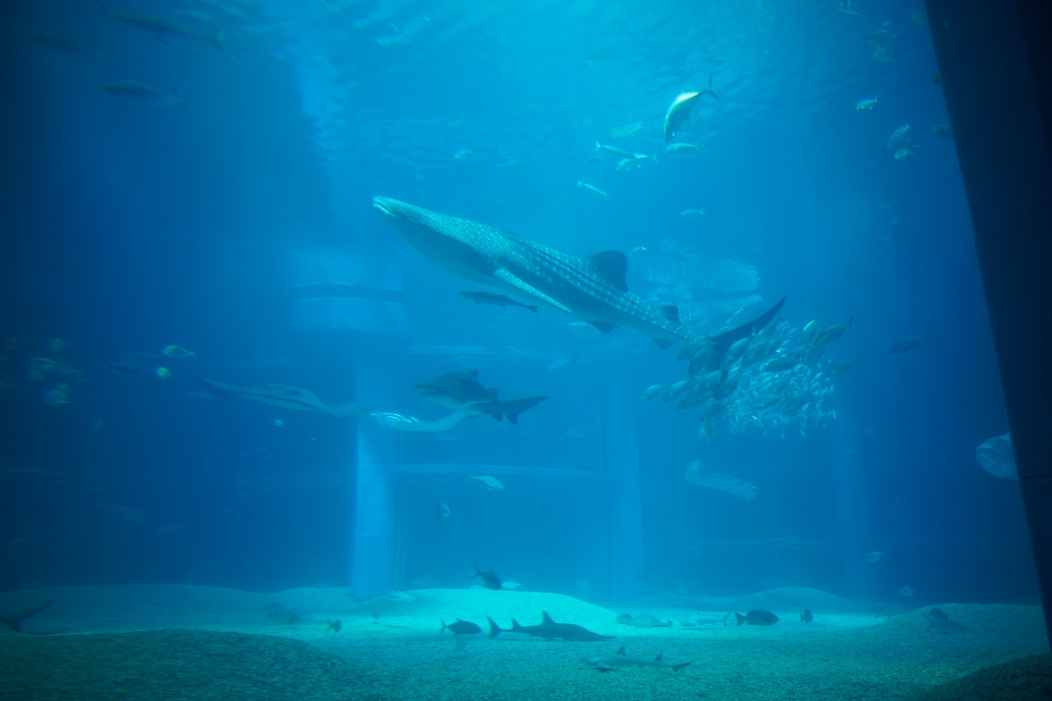 海遊館09