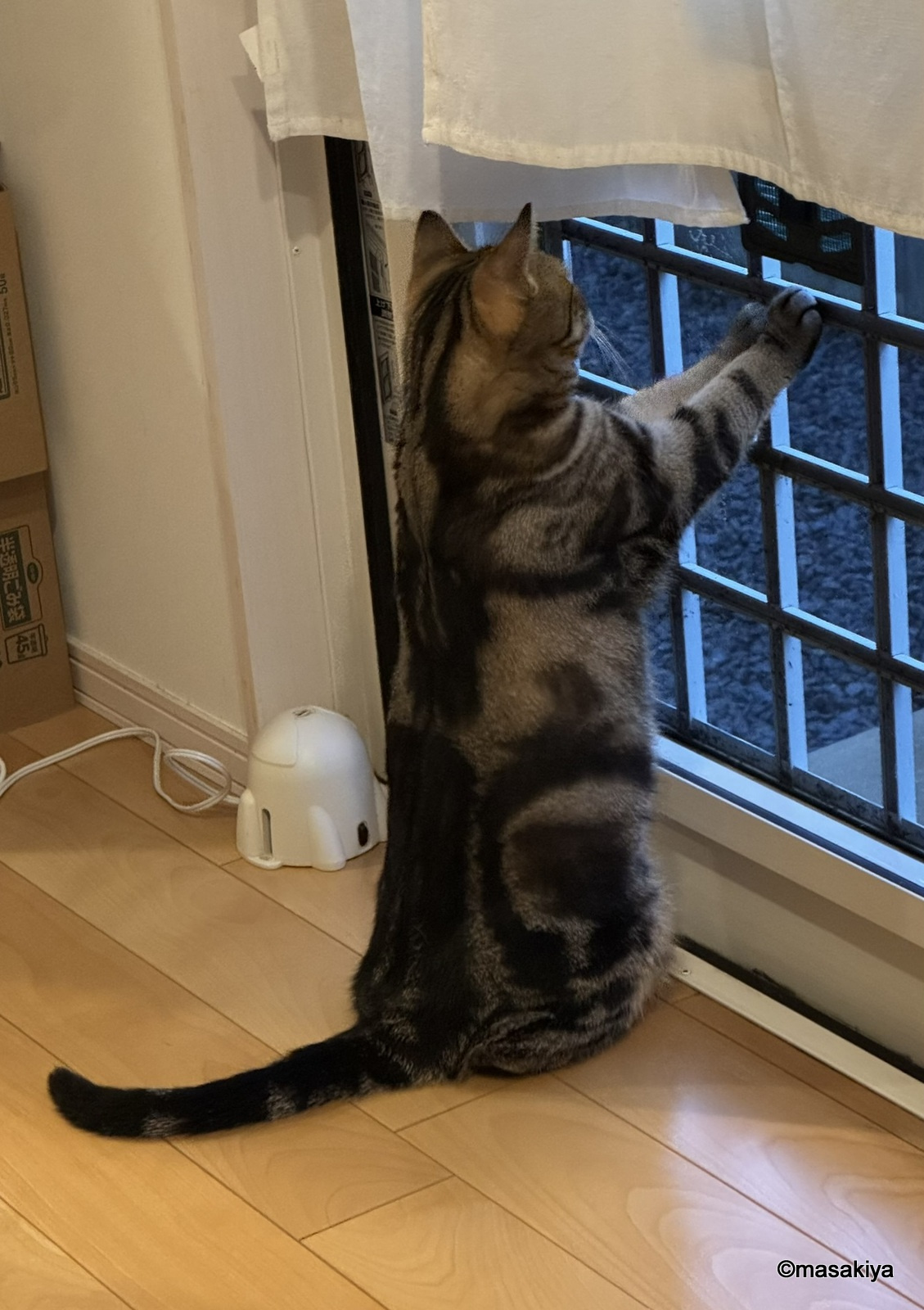 今日のネコの画像