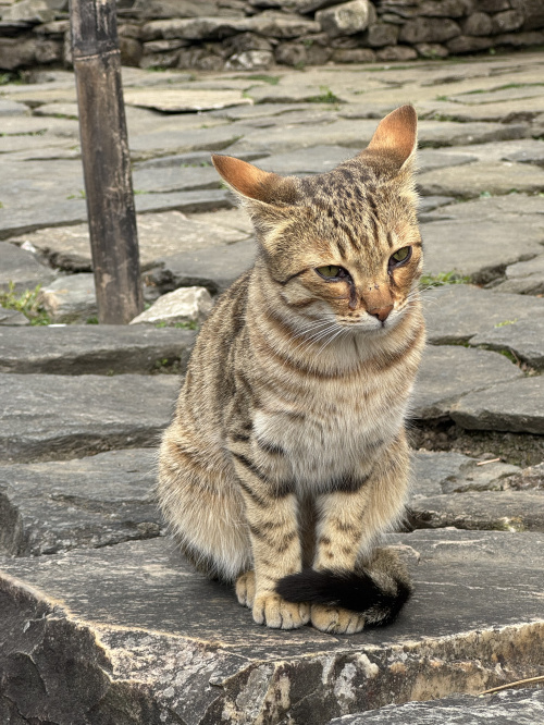 ネコ大好きお仲間(犬含む)の画像