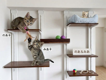 【賃貸OK】ラブリコ・ディアウォールで解決!狭いお部屋でも猫が喜ぶ「キャットウォーク」の画像
