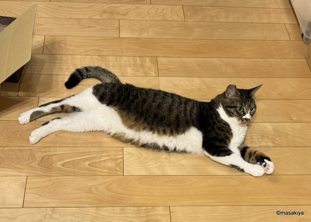 今日のネコの画像