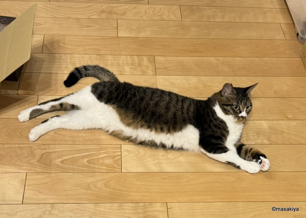今日のネコの画像