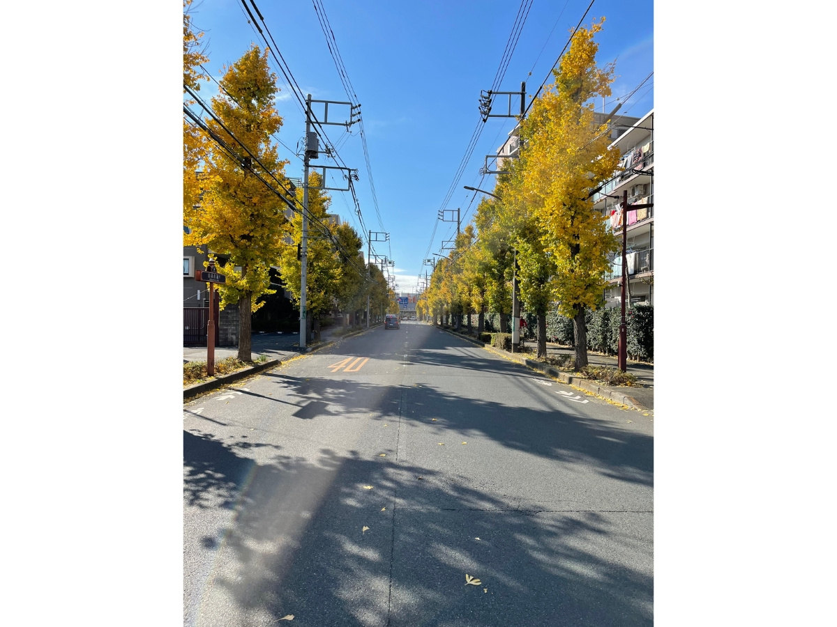 秋の白糸台通り・イチョウ並木
