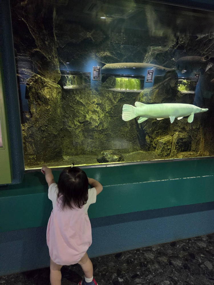 自我を持ち始めてから2回目の水族館の画像