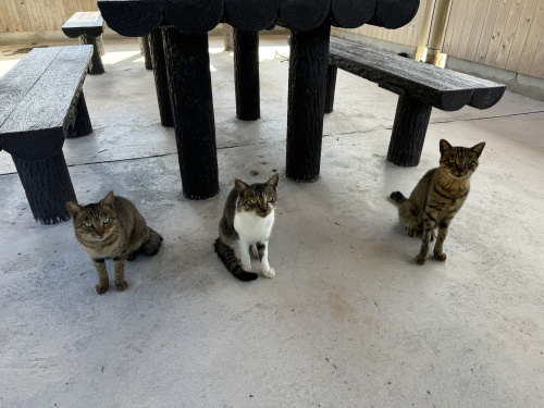 新宿区の　”ねこ可”　物件の実情　全国比較の画像