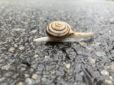 カタツムリに癒された朝！の画像