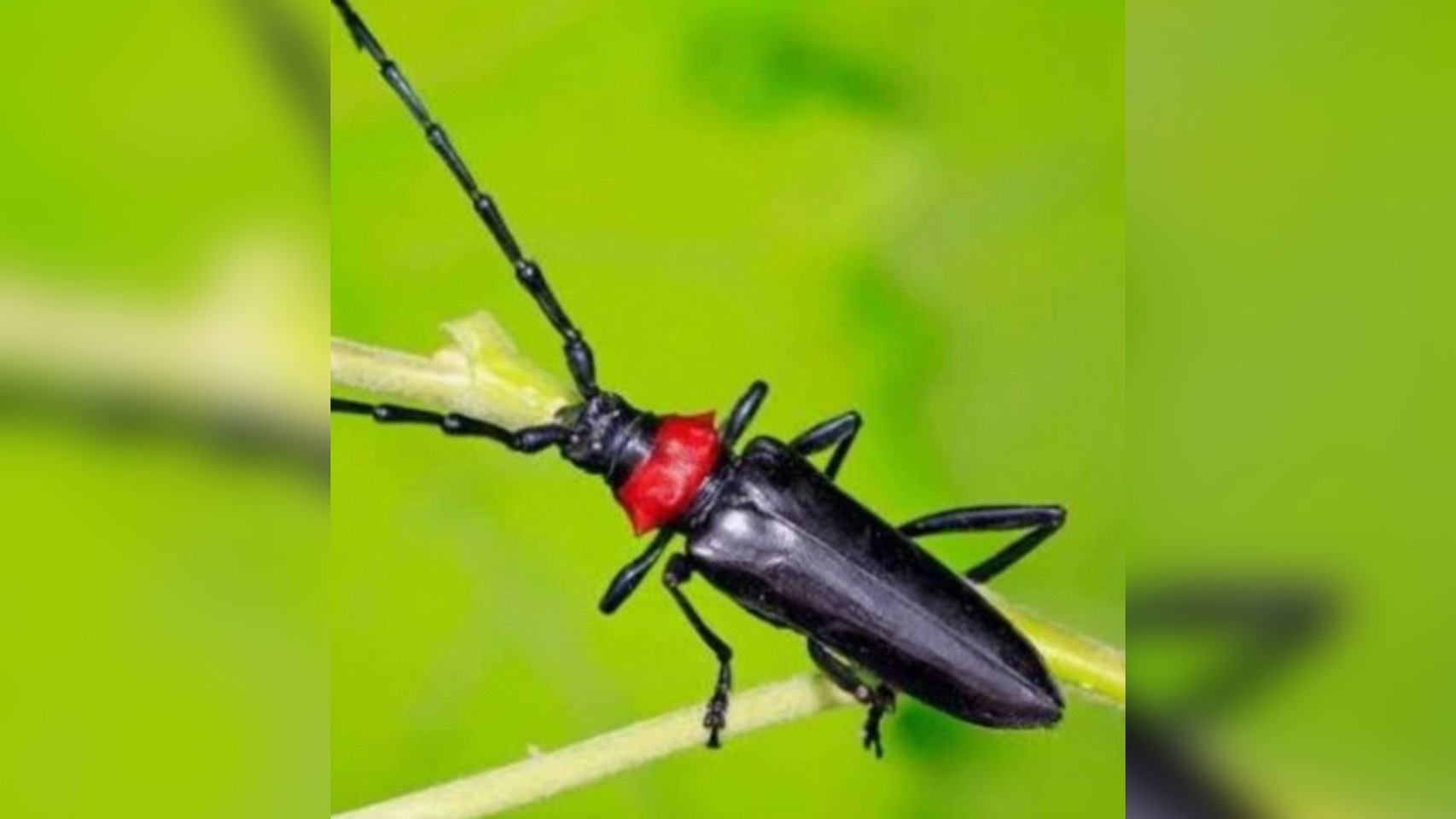 クビアカツヤカミキリの画像
