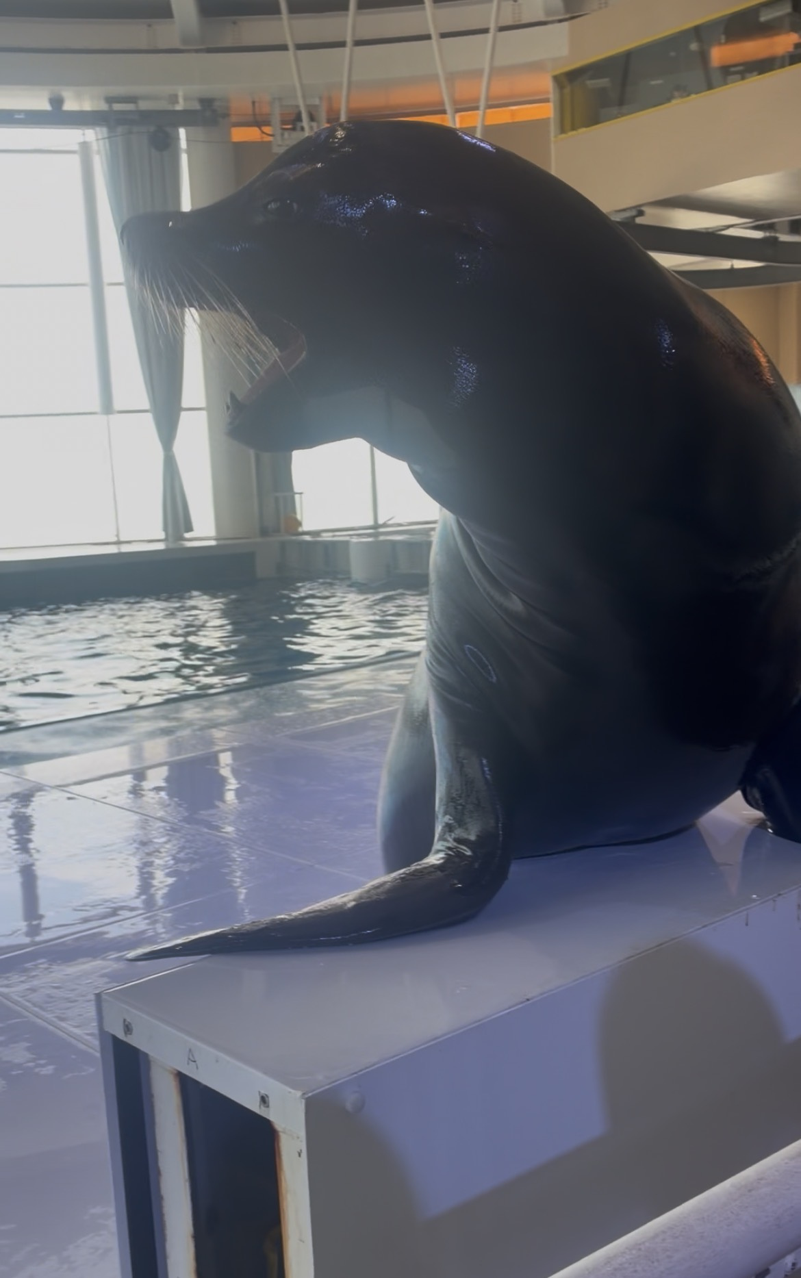大洗水族館♪♪の画像