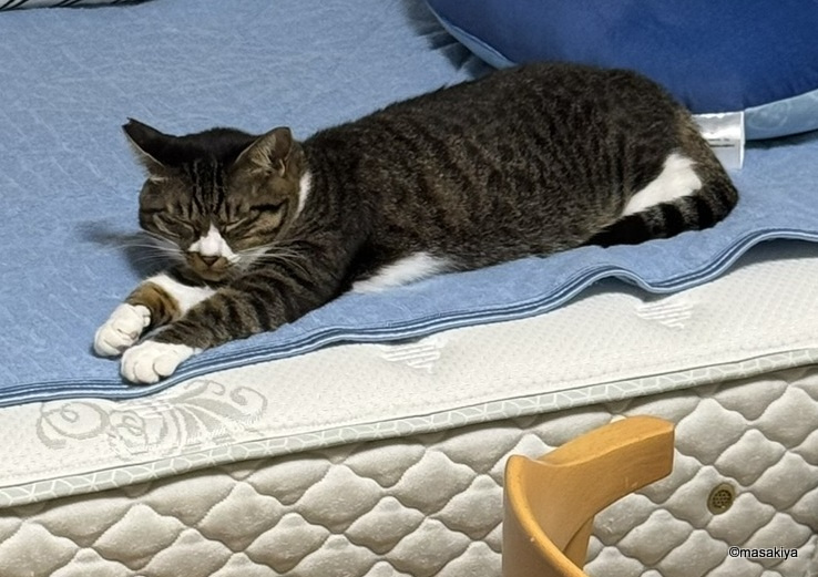 今日のネコの画像