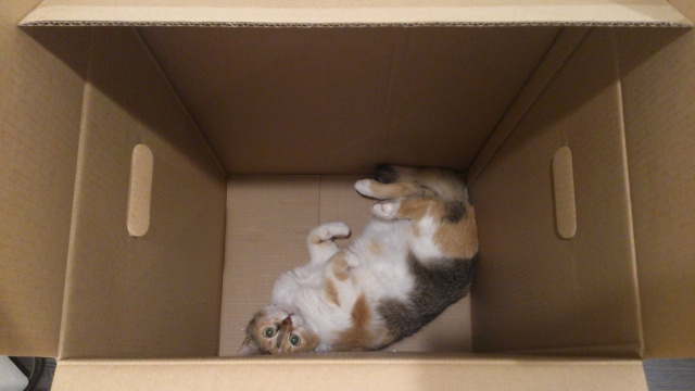 【動物行動学】なぜ「ネコ」は段ボール箱に吸い込まれるのか？愛猫が狭い場所を愛する科学的理由の画像