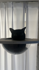 黒猫のキキちゃんの画像