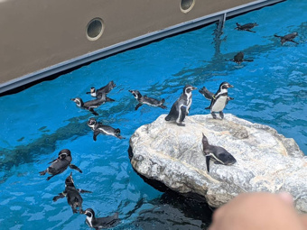 アクアワールド茨城県大洗水族館の画像