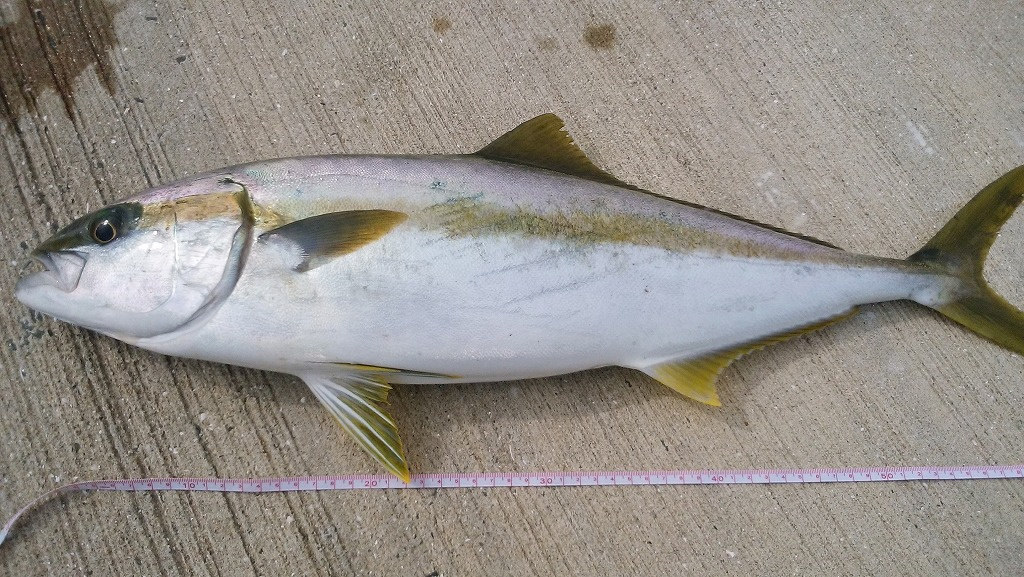 魚釣り趣味の画像