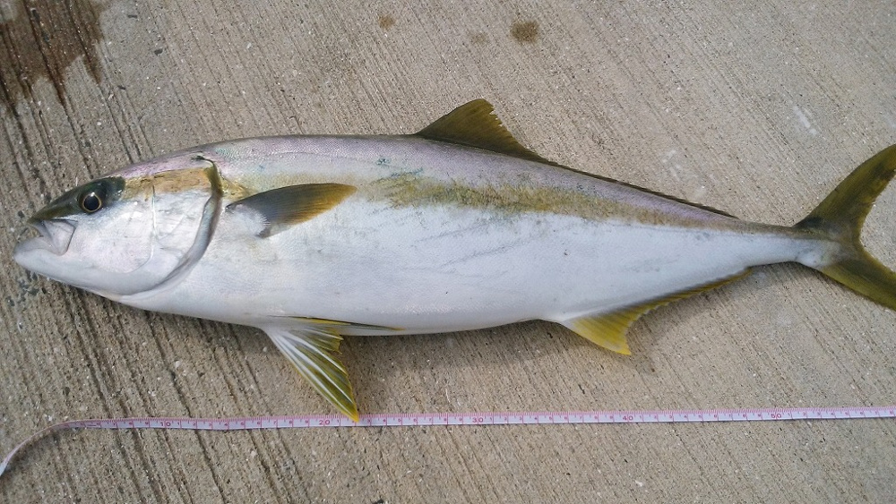 魚釣り趣味の画像