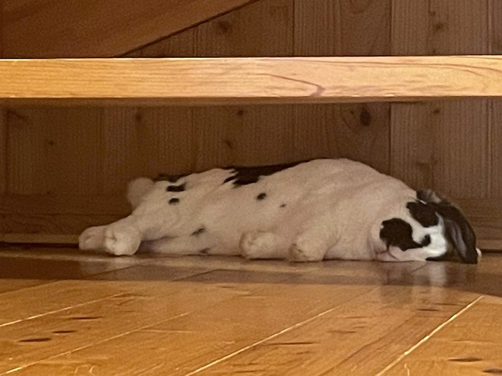 うさぎの成長の画像