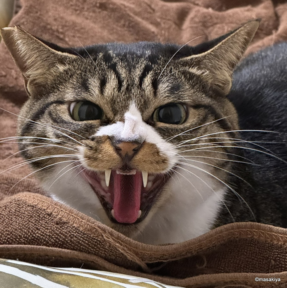 今日のネコの画像