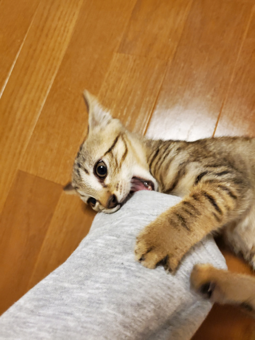 ウリ最新情報の画像