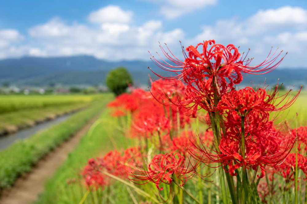 ヒガンバナのあれこれ｜秋を彩る彼岸花の特徴・花言葉・豆知識の画像