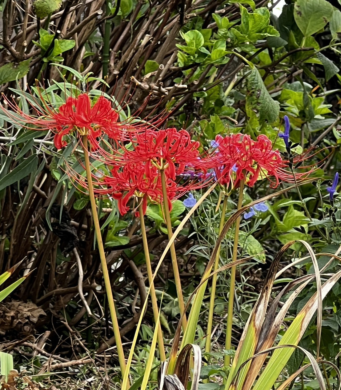 秋探し（花）の画像