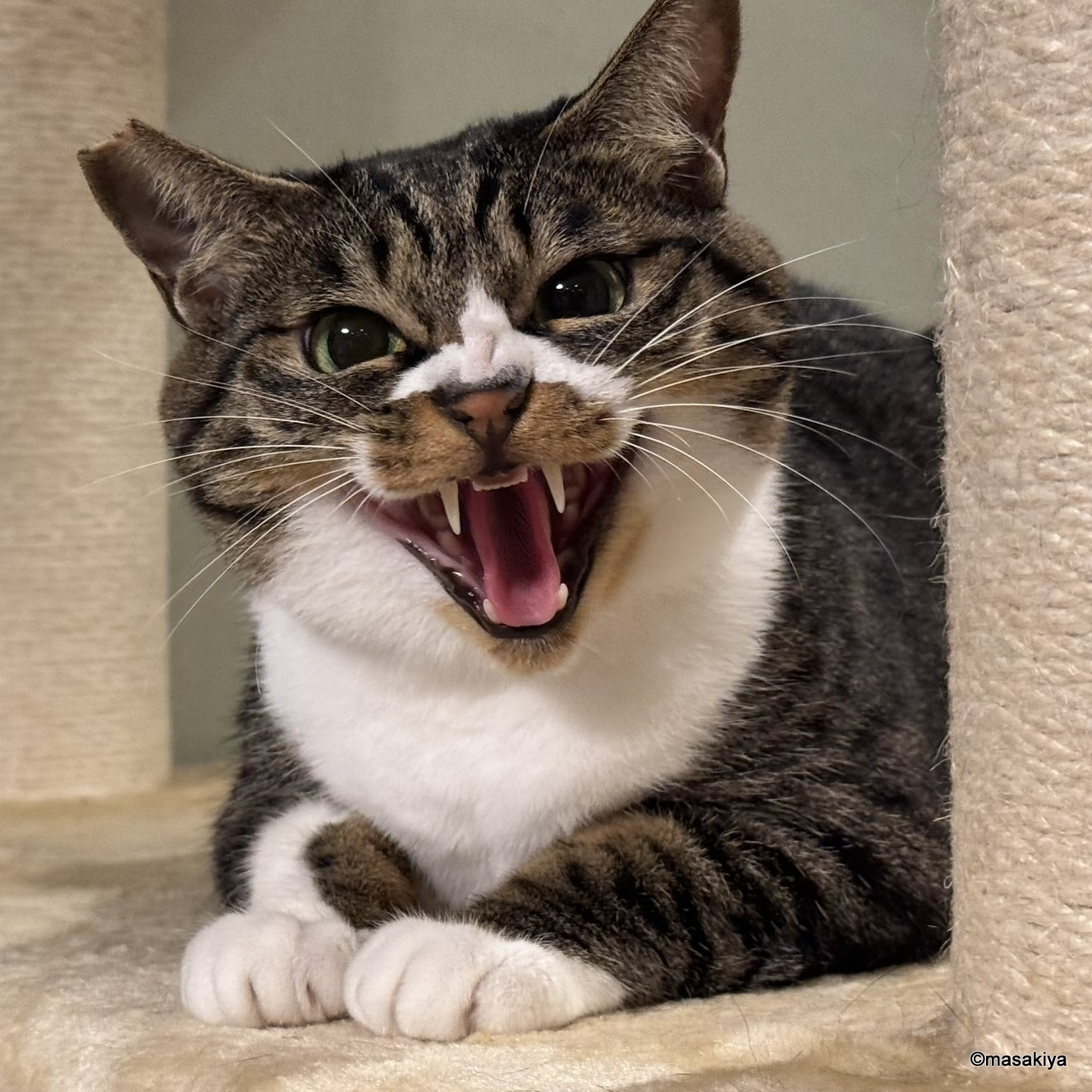 今日のネコの画像