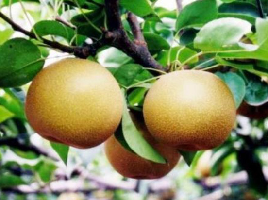 小平市で梨を買うならどこが旬？秋の直売所で味わう販売情報を紹介の画像