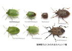 我が家の天敵の画像